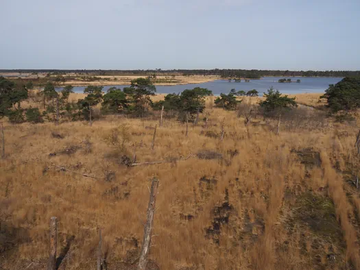 Kalmthoutse Heide, Kalmthout (België)